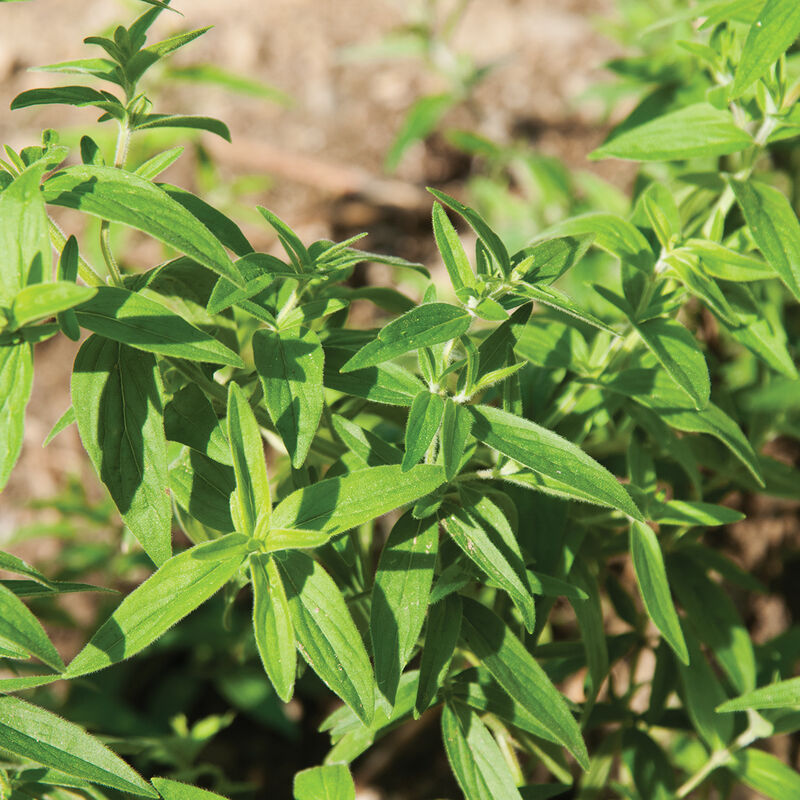 Mountain Mint