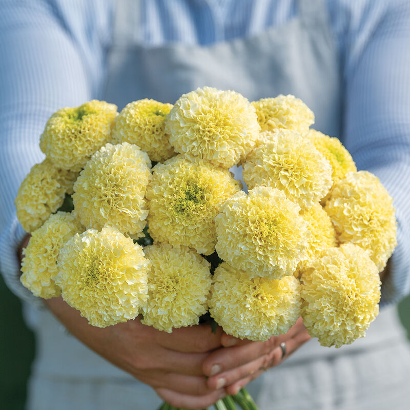 Marigold White Swan
