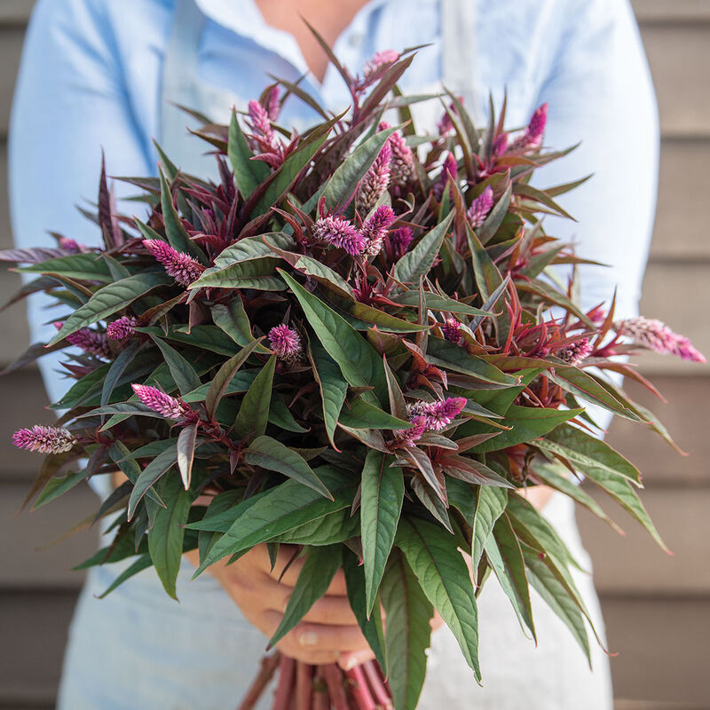 Celosia Flamingo Purple