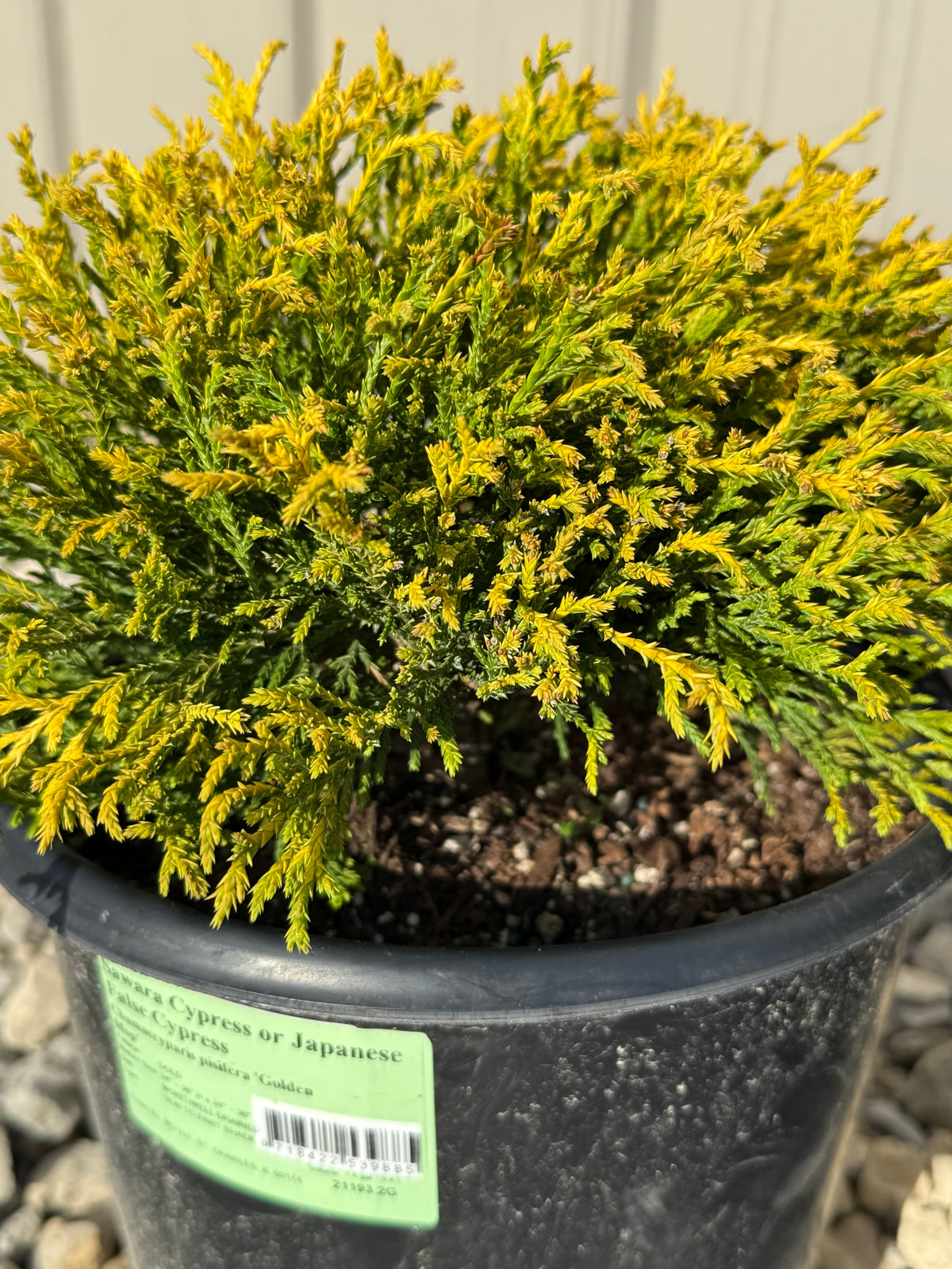 'Golden Mop' False Cypress