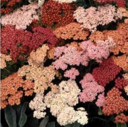 Yarrow - Summer Berries
