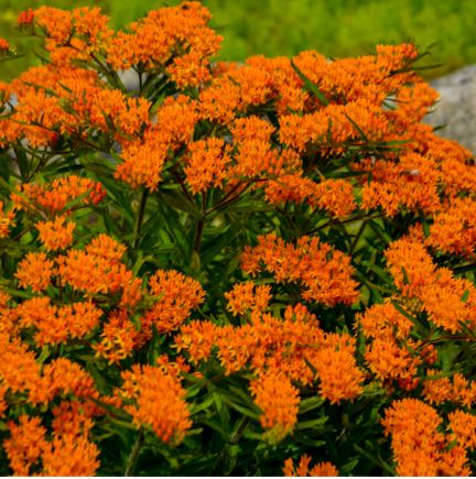 Asclepias tuberosa