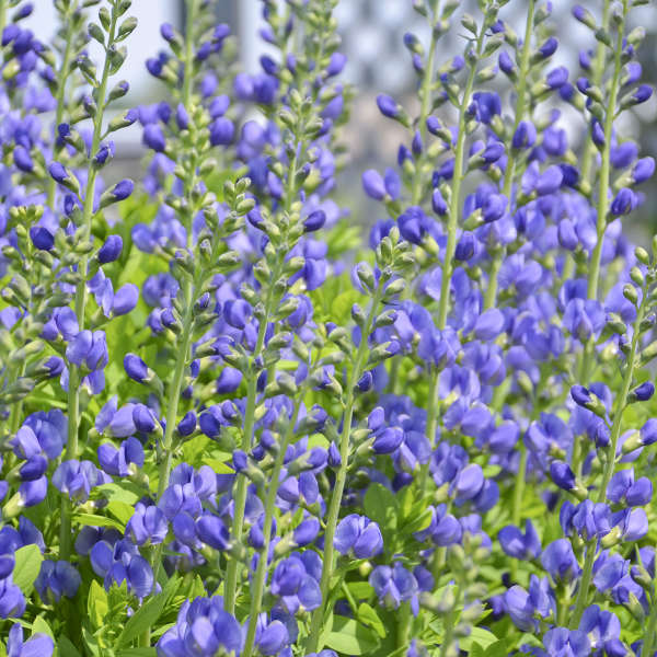 Baptisia australis