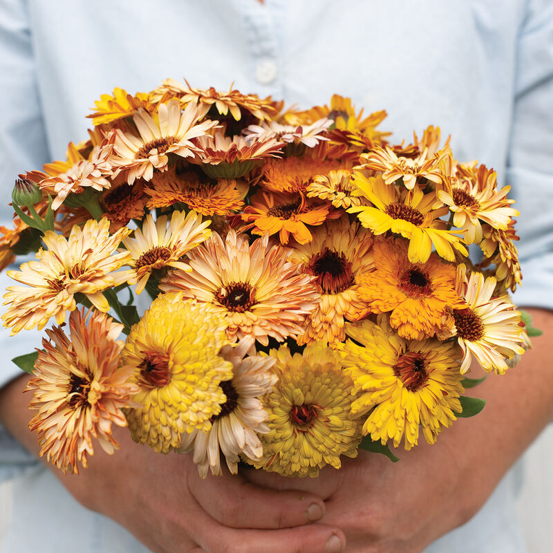 Calendula Flashback Mix