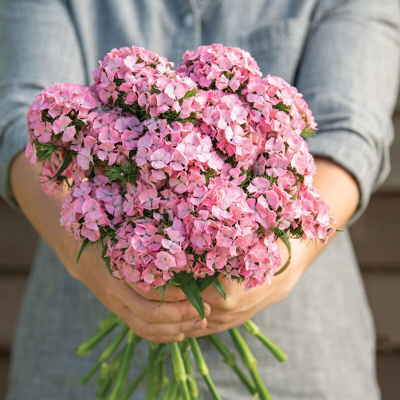 Dianthus Sweet Pink™