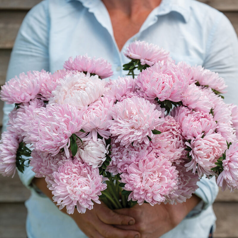 China Aster Soufflé Light Pink