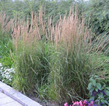Karl Foerster Grass