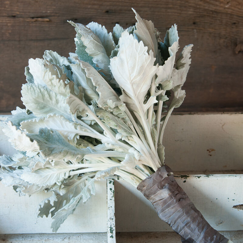 Dusty Miller New Look