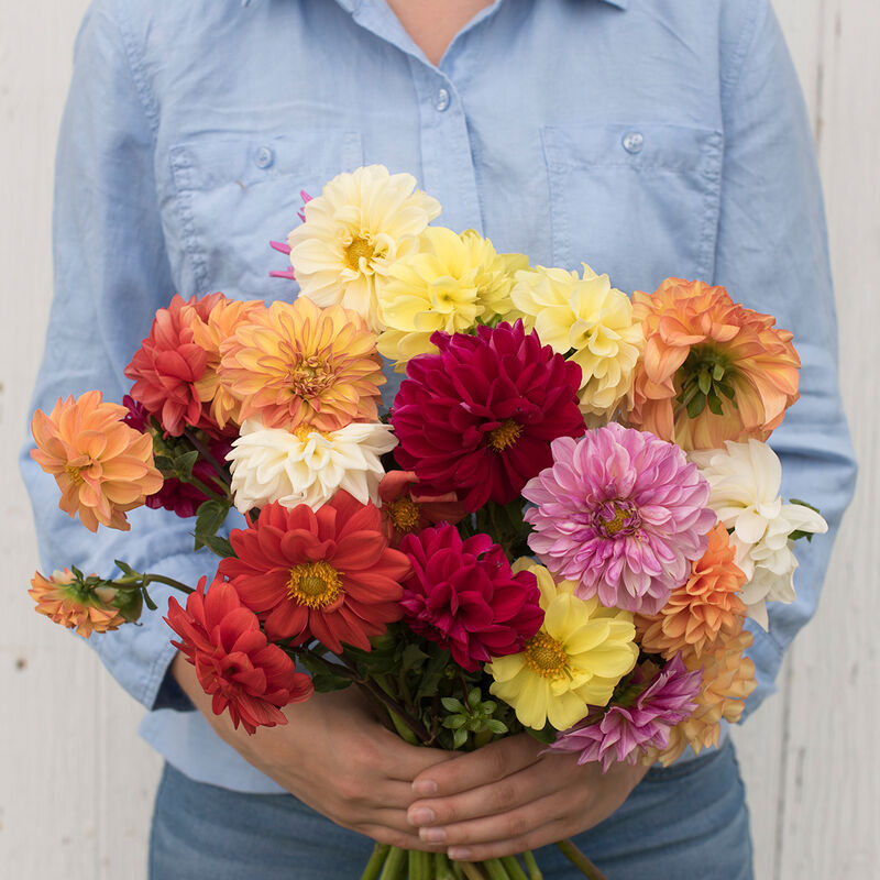 Dahlia Giant Hybrid Mix