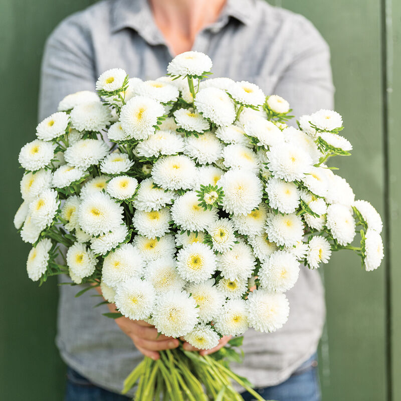 China Aster Bonita White