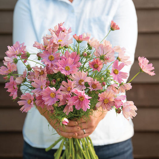 Cosmos Apricotta
