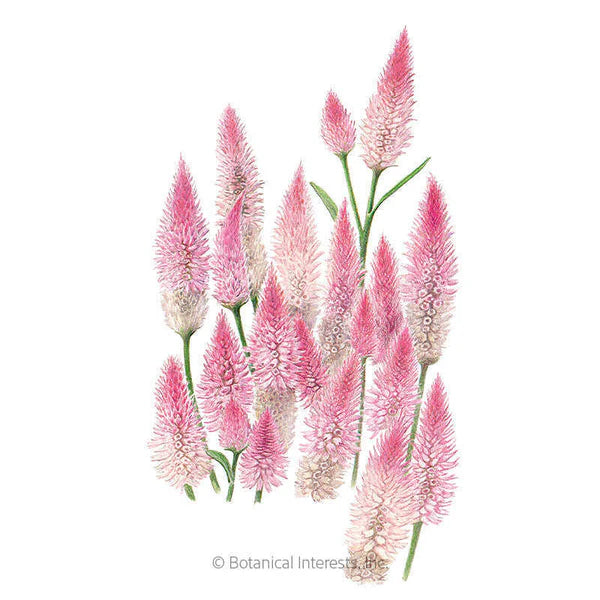 Celosia Flamingo