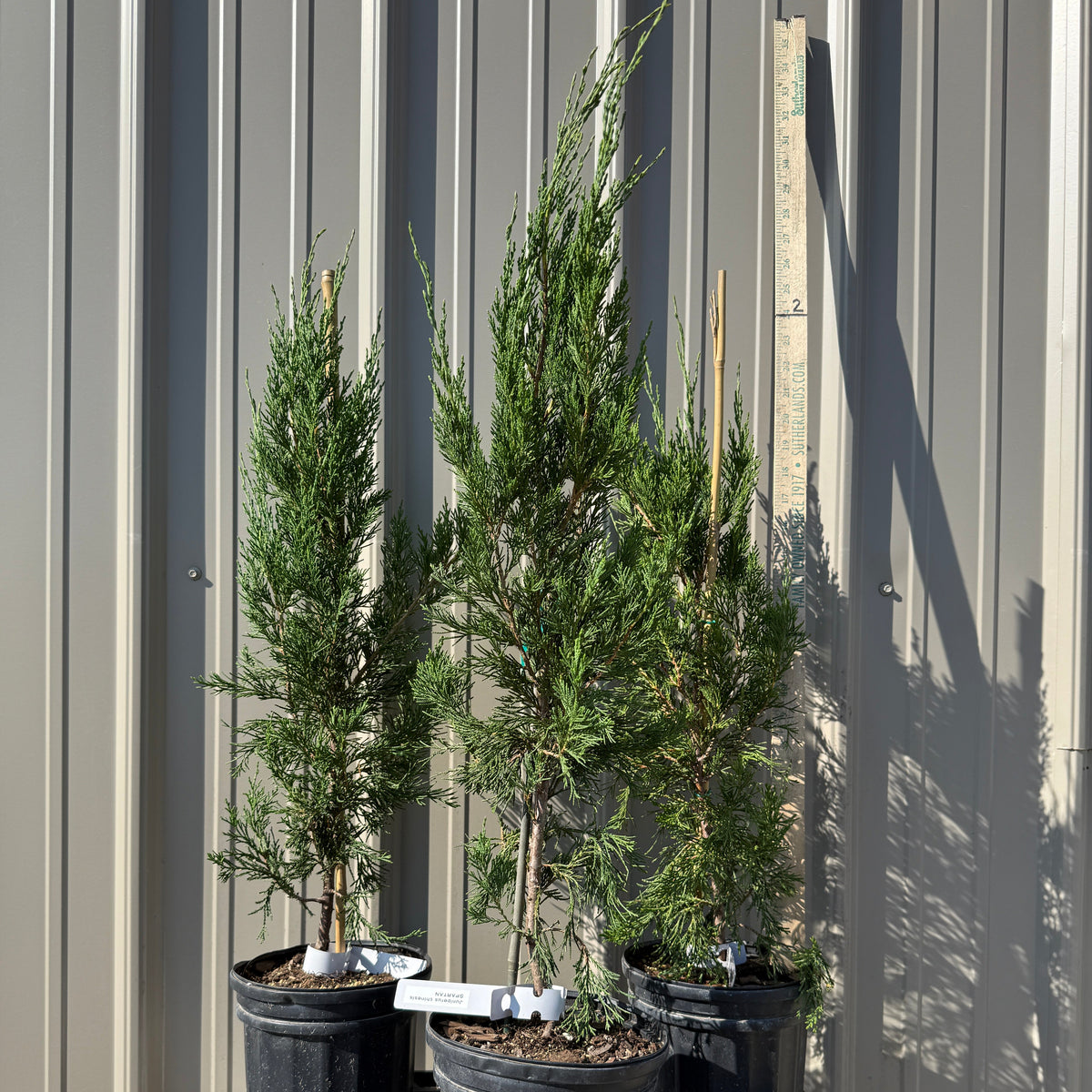 Juniper 'Spartan'