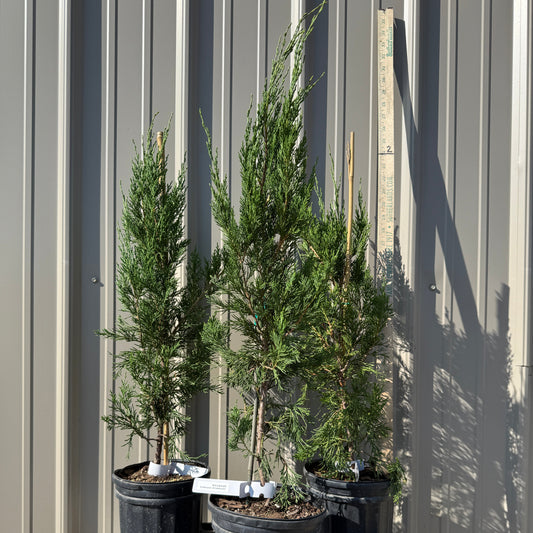 Juniper 'Spartan'