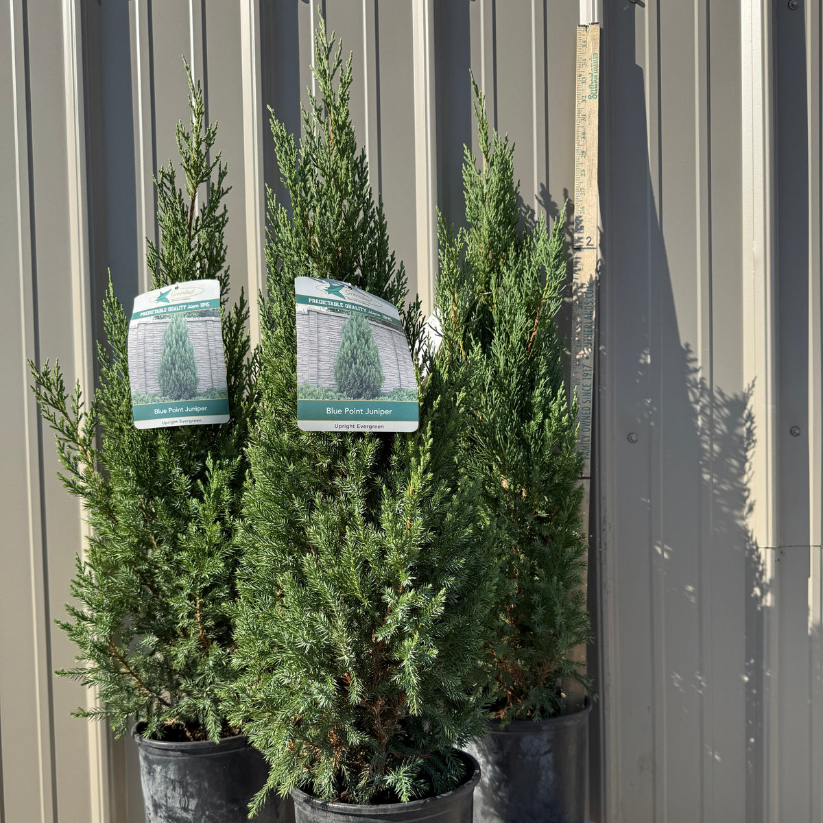 Juniper Blue Point