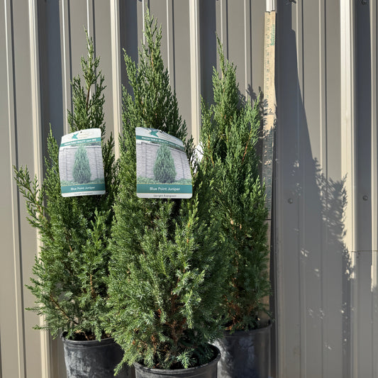 Juniper Blue Point