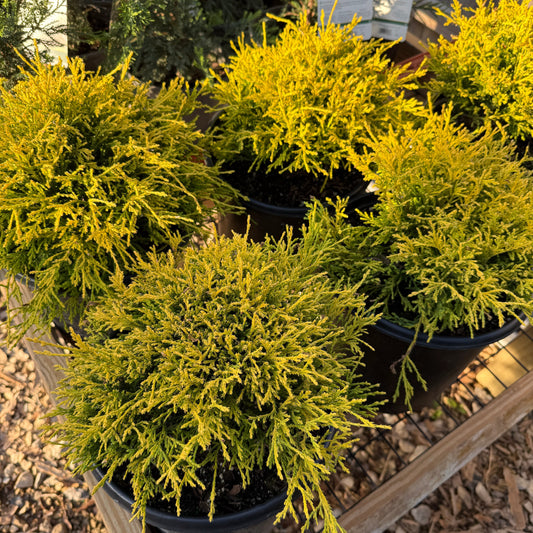 'Golden Mop' False Cypress