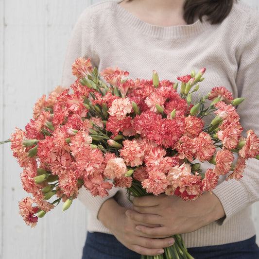 Dianthus Chabaud Orange Sherbet