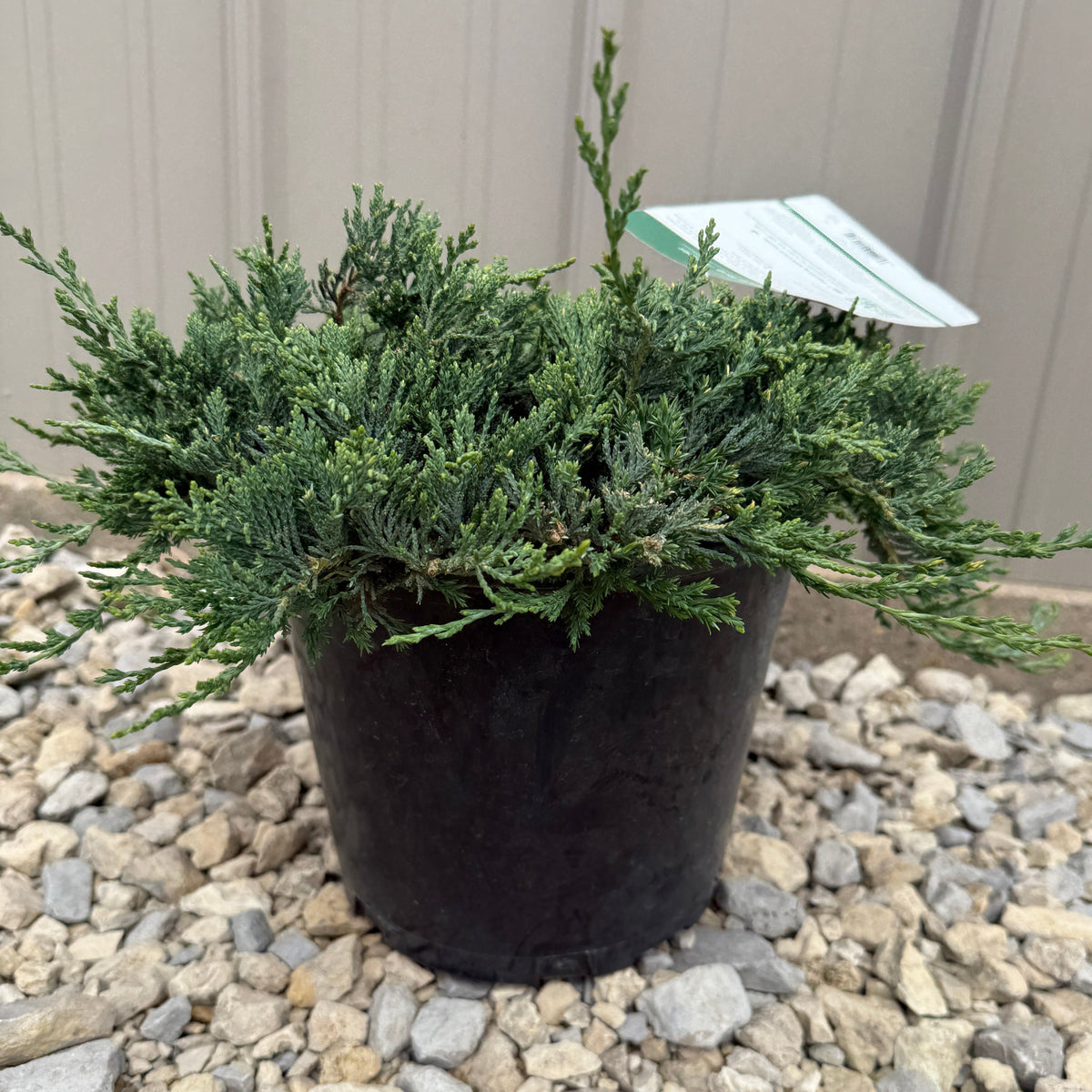 Blue Rug Juniper #2