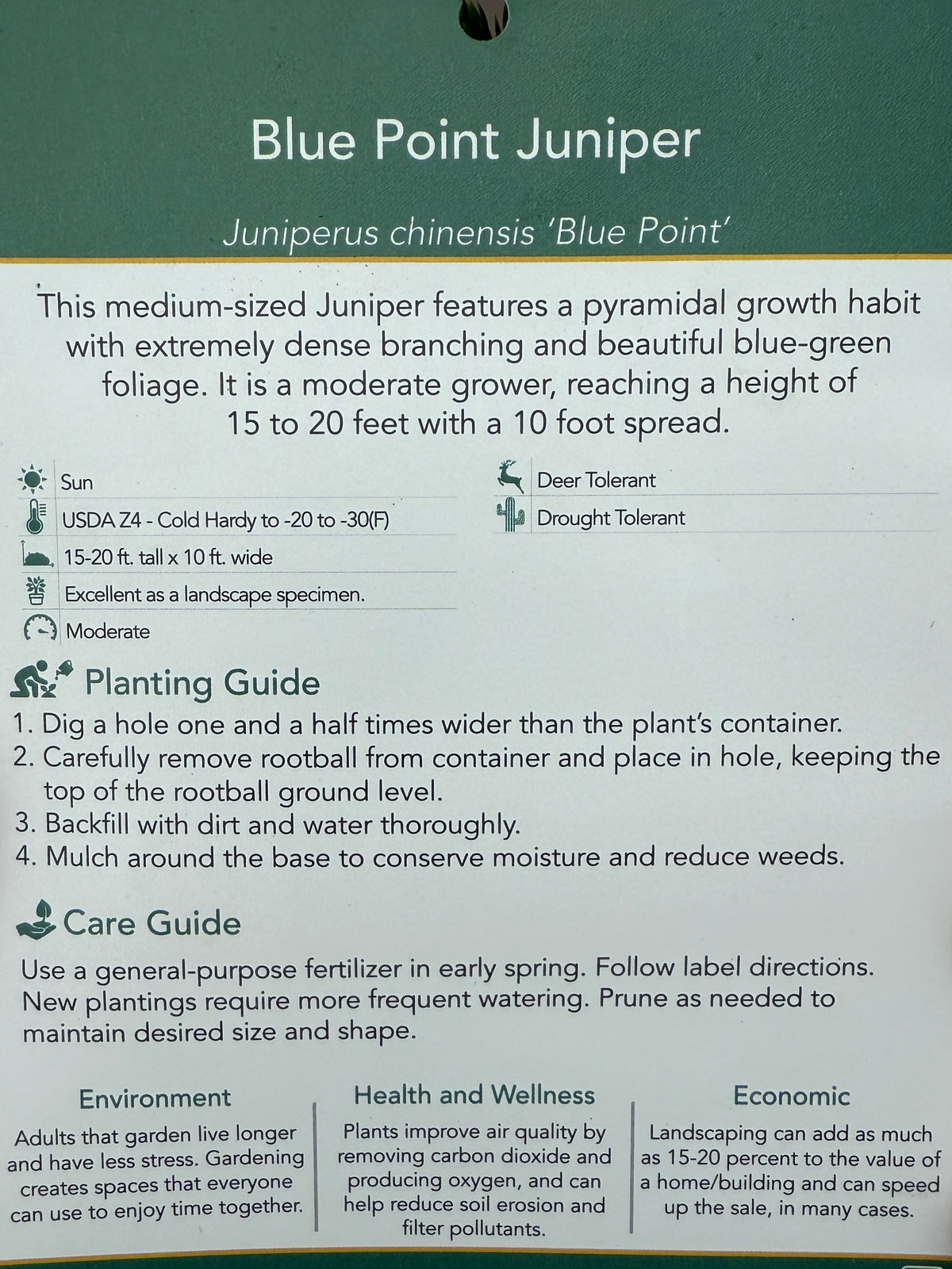 Juniper Blue Point