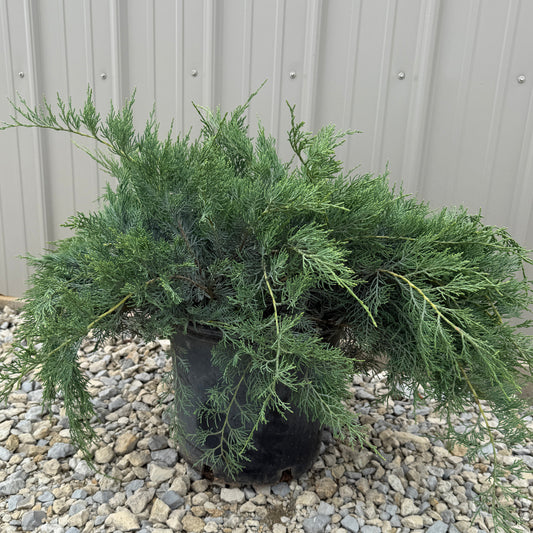 Grey Owl Juniper #5