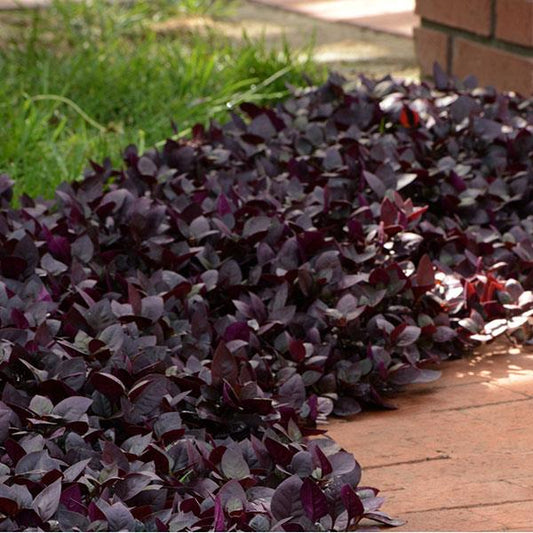 Alternanthera Purple Prince