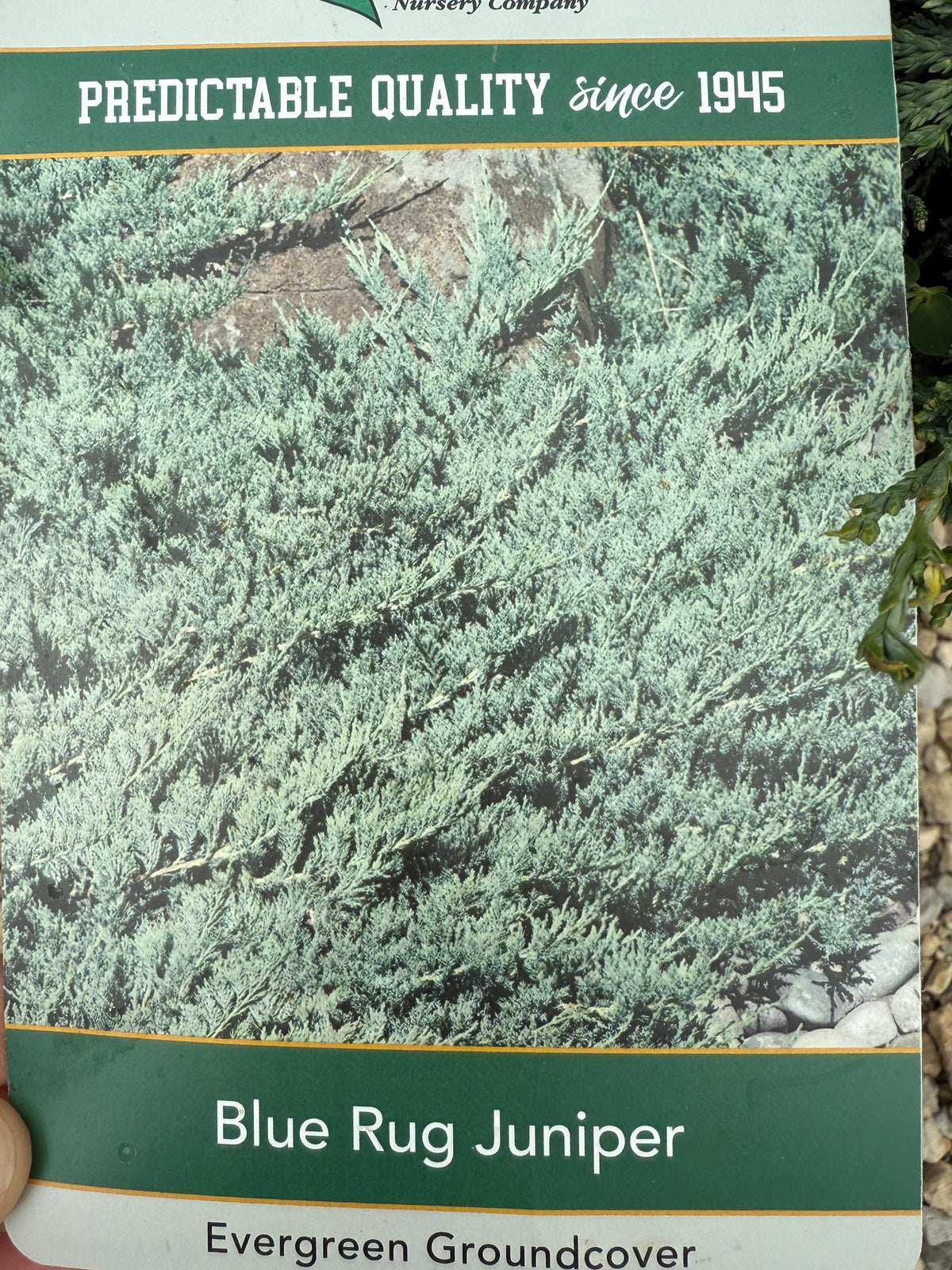Blue Rug Juniper #2