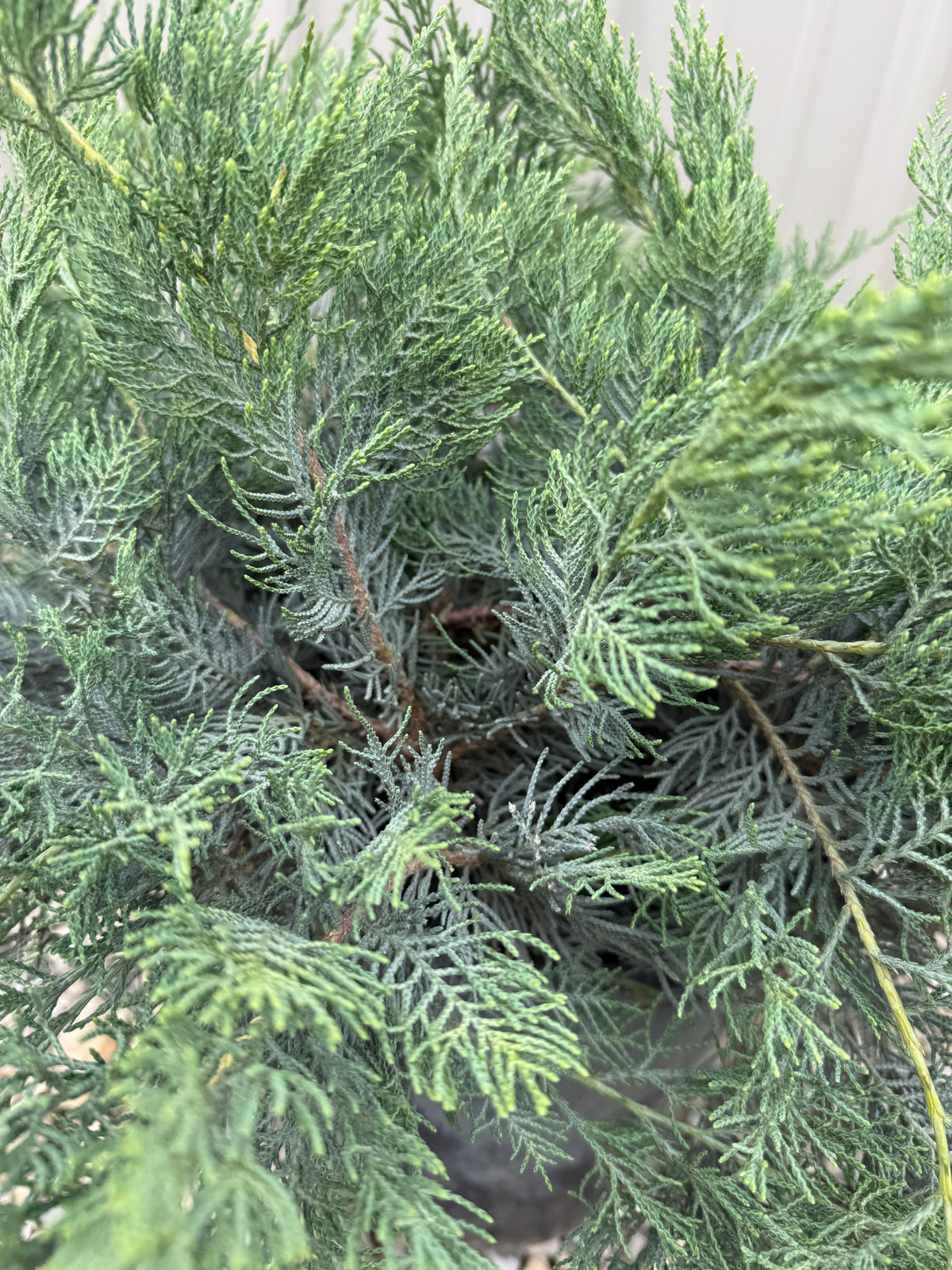 Grey Owl Juniper #5