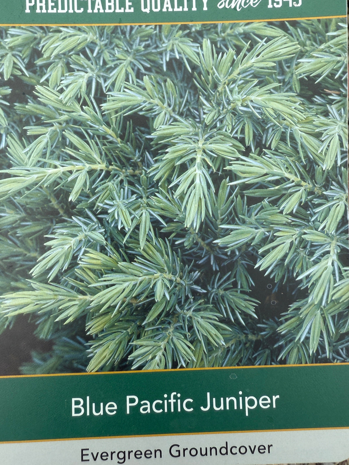 Blue Pacific Juniper - #2