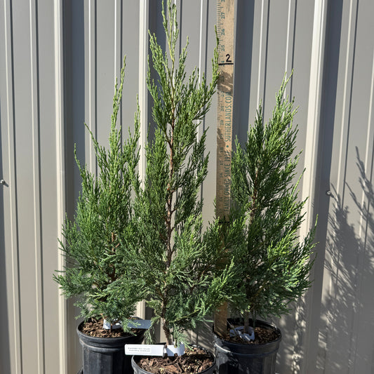 Juniperus chinesis 'Hetzi' Columnaris
