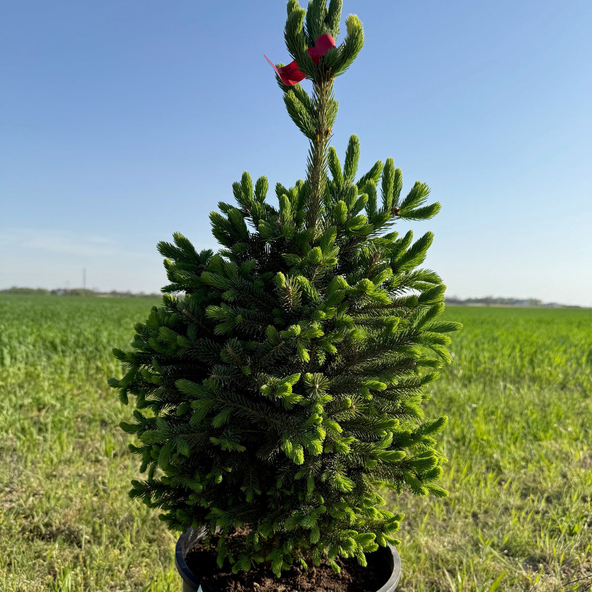 Black Hills Spruce