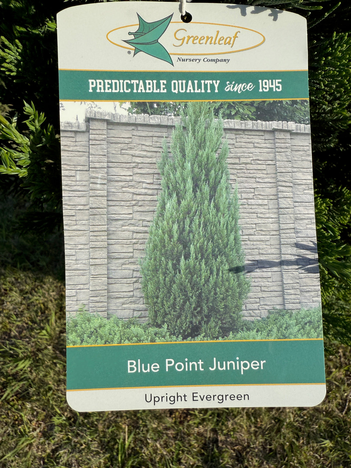 Juniper Blue Point