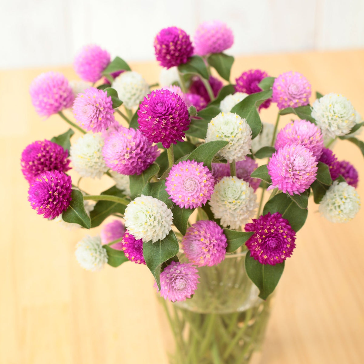 Gomphrena Ping Pong Mix