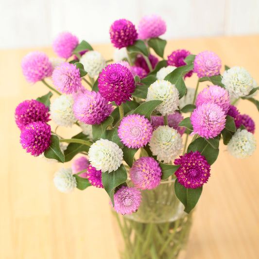 Gomphrena Ping Pong Mix