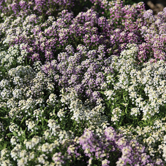 Alyssum Wandering Mixture