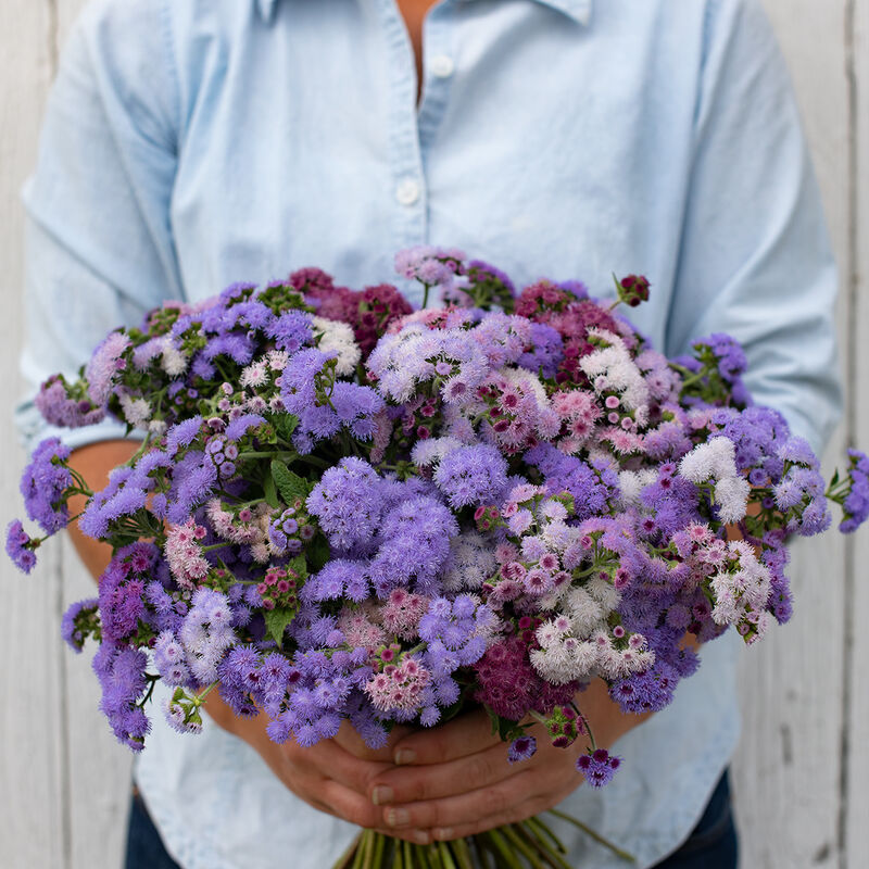Ageratum Timeless Mix