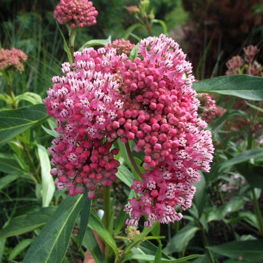 Swamp Milkweed 'Cinderella'