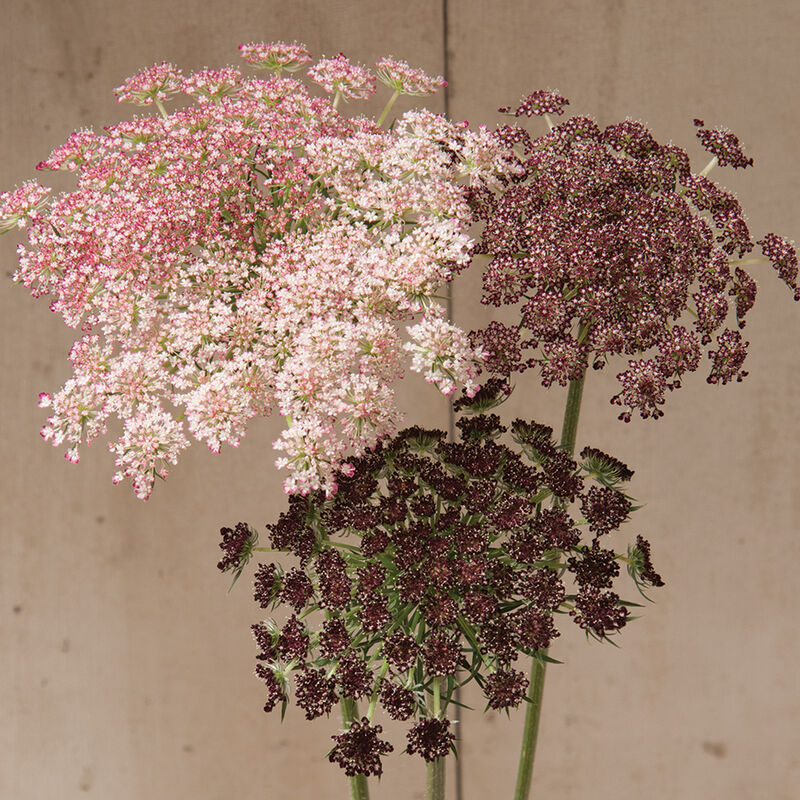 Ammi Dara