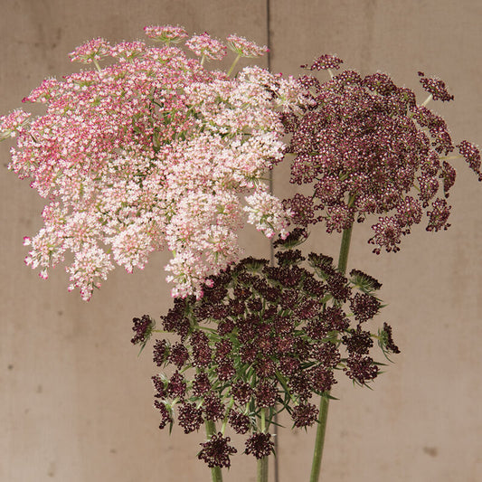 Ammi Dara