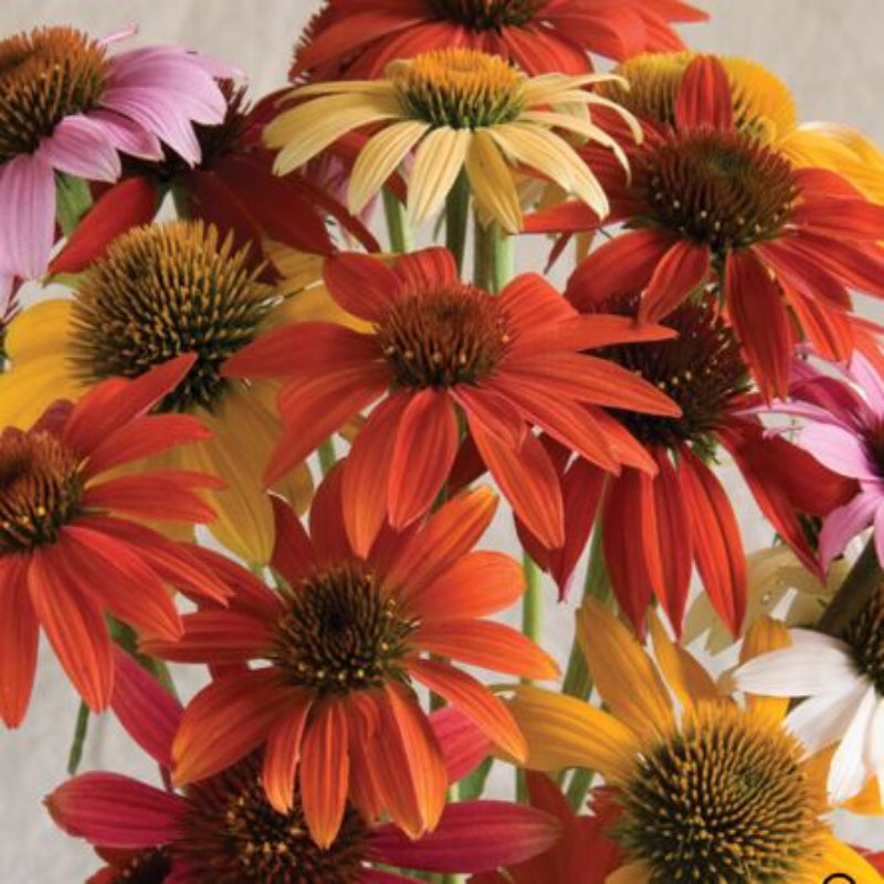 Echinacea  Cheyenne Spirit