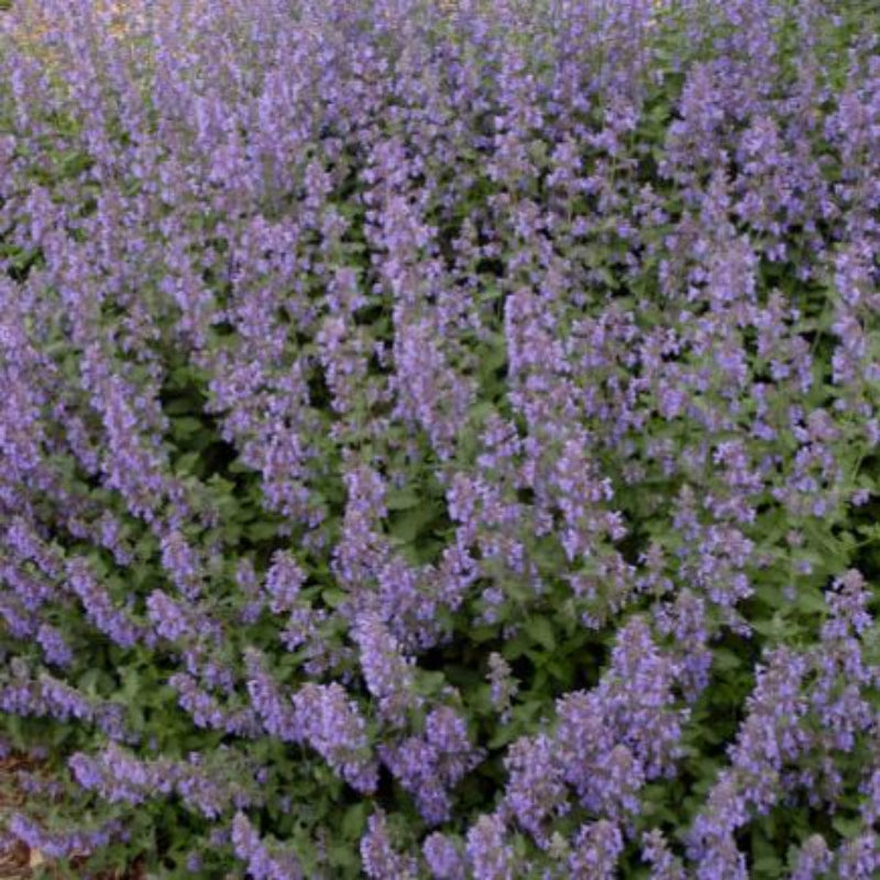 Nepeta 'Walkers Low'