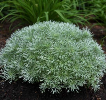 Artemisia 'Silver Mound'